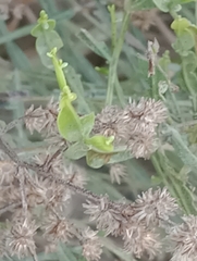 Baccharis articulata