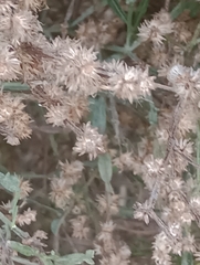 Baccharis articulata