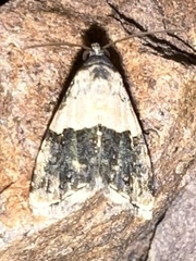 Tripudia balteata