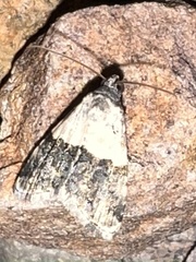 Tripudia balteata