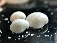 Varicorbula limatula