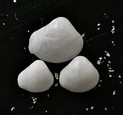 Varicorbula limatula