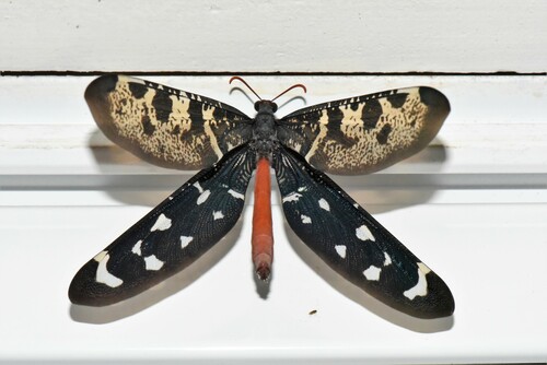 Palparellus voeltzkowi