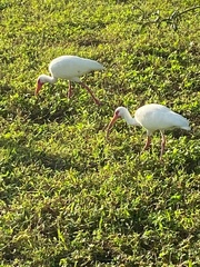 Eudocimus albus