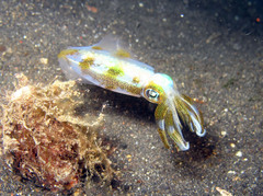 Sepioteuthis lessoniana