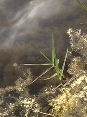 Panicum repens