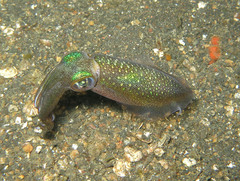 Sepioteuthis lessoniana