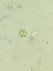 Coelastrum astroideum