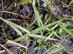 Panicum repens