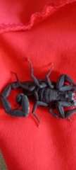 Tityus pachyurus