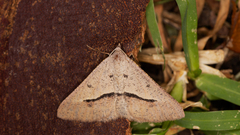 Isturgia penthearia