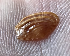 Kalolophus speciosus