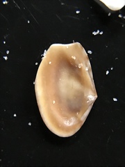 Kalolophus speciosus