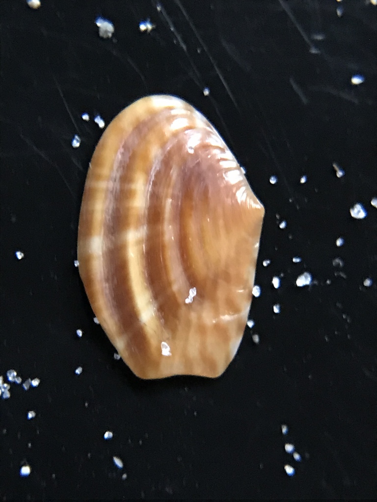 Crassatellinae
