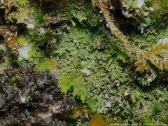 Flakea papillata