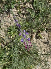 Lupinus truncatus
