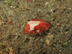 Staphylaea limacina