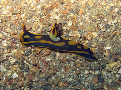 Tambja gabrielae