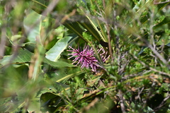 Virotia angustifolia