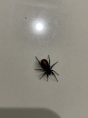 Castianeira descripta