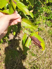 Coccoloba microstachya