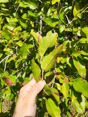 Coccoloba microstachya