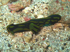 Tambja gabrielae