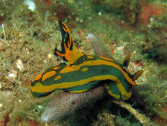 Tambja gabrielae
