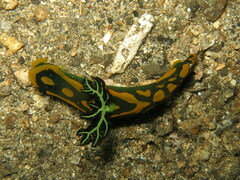 Tambja gabrielae