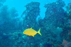 Flavocaranx bajad