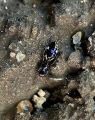 Compsothrips hookeri