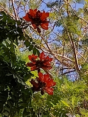 Spathodea campanulata