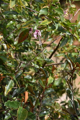 Arthroclianthus angustifolius