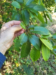 Zanthoxylum schreberi