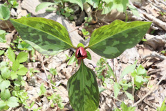Trillium recurvatum