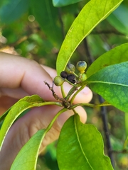 Zanthoxylum schreberi