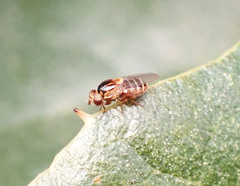 Thaumatomyia glabra