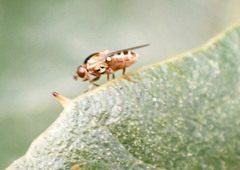 Thaumatomyia glabra