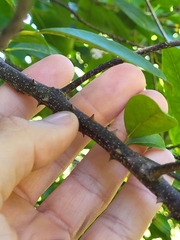 Zanthoxylum schreberi