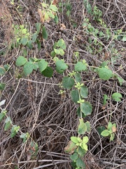 Lonicera biflora