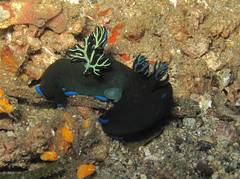 Tambja morosa