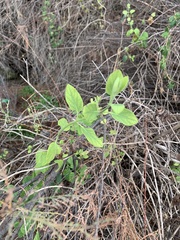 Lonicera biflora