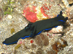 Tambja morosa