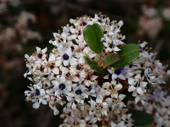 Ceanothus megacarpus