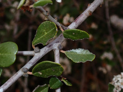 Ceanothus megacarpus