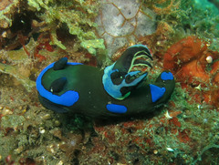 Tambja morosa