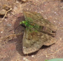 Gorgopas trochilus