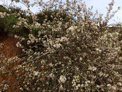 Ceanothus megacarpus