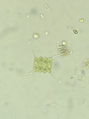 Desmodesmus communis