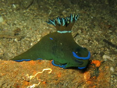 Tambja morosa